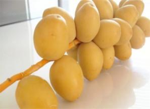 خرمای خارک رسیده + قیمت خرید، کاربرد، مصارف و خواص